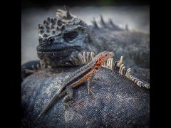 Christine Willis CPAGB BPE3-Lava Lizard and Marine Iguanas-Commended.jpg